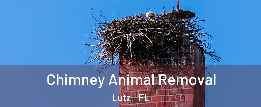  Chimney Animal Removal Lutz - FL