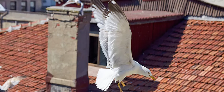 Residential Chimney Animal Removal Solution in Lutz, FL