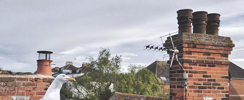 Chimney Cleaning And Restoration in Lutz, Florida